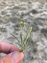 Oonopsis multicaulis