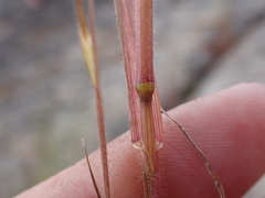 Bromus racemosus