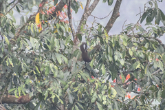 Callosciurus notatus