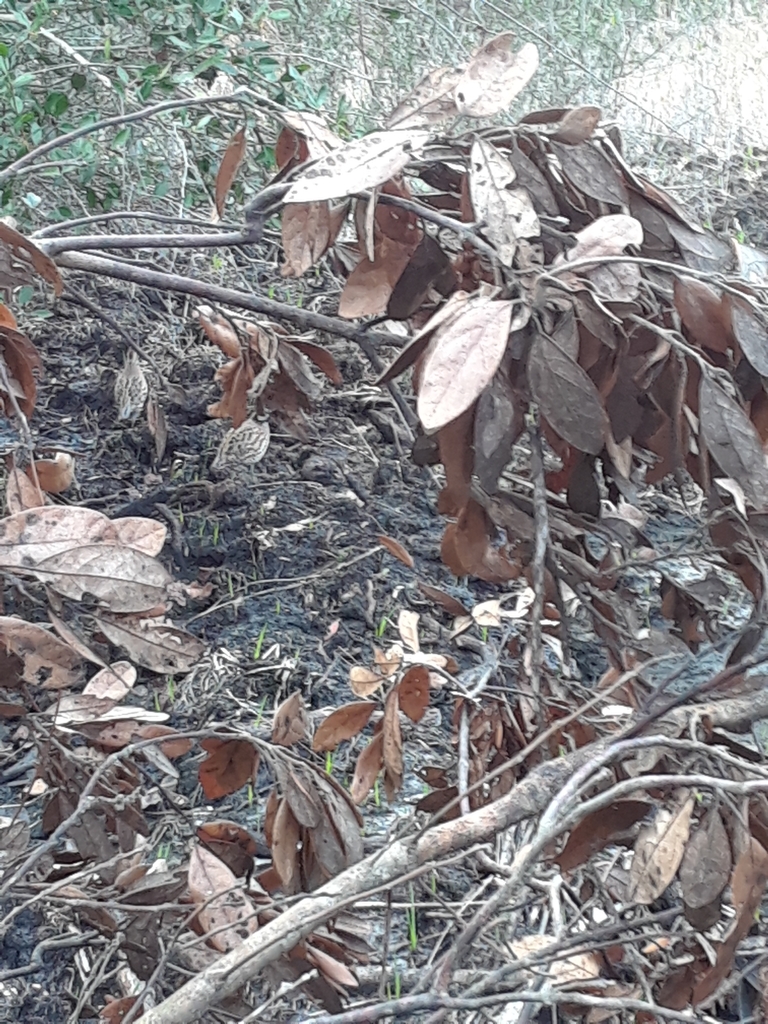 Northern Bobwhite from Unnamed Road, Perry, FL 32348, USA on February