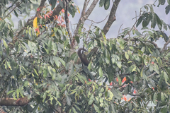 Callosciurus notatus