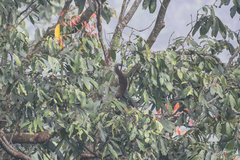 Callosciurus notatus