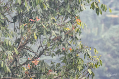 Callosciurus notatus