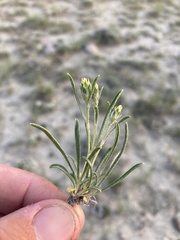 Oonopsis multicaulis