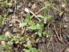 Polygonum fowleri