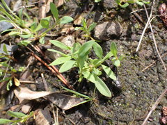 Polygonum fowleri