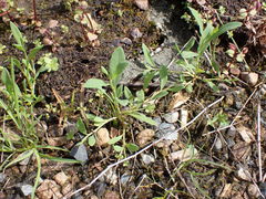 Polygonum fowleri