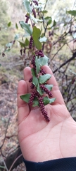 Ercilla spicata