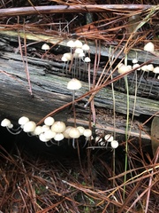 Mycena subgalericulata