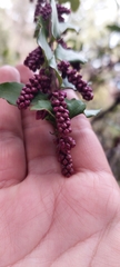 Ercilla spicata