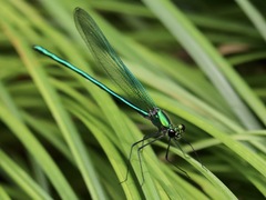 Calopteryx angustipennis
