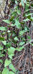 Ercilla spicata