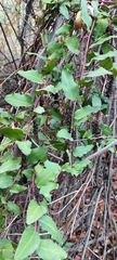 Ercilla spicata