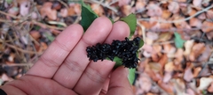 Ercilla spicata