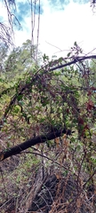 Ercilla spicata