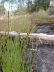 Agrostis pallens