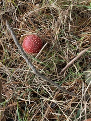 Amanita muscaria muscaria