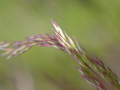 Agrostis pallens