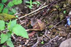 Mycalesis horsfieldi
