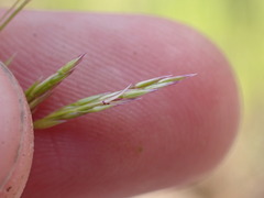 Agrostis pallens