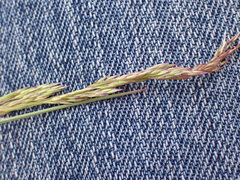 Agrostis pallens
