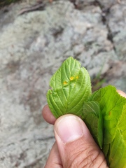 Puccinia coronati-calamagrostidis