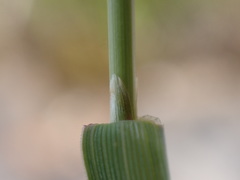 Agrostis pallens