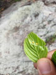 Puccinia coronati-calamagrostidis