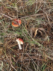 Amanita muscaria muscaria