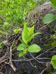 Puccinia coronati-calamagrostidis