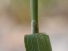 Agrostis pallens