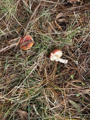 Amanita muscaria muscaria