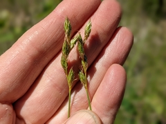 Carex xerantica