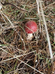 Amanita muscaria muscaria