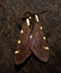 Opharus notata