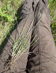 Carex xerantica