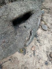 Camponotus pennsylvanicus