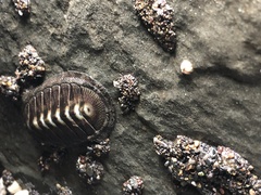 Chiton stokesii