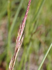 Agrostis pallens