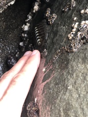 Chiton stokesii