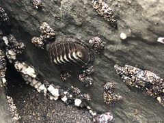 Chiton stokesii