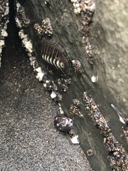 Chiton stokesii