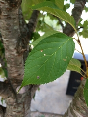 Magnoliopsida