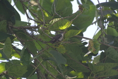 Saucerottia cyanocephala