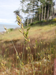 Bromus secalinus