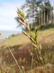 Bromus secalinus