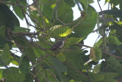 Saucerottia cyanocephala