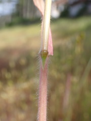 Bromus secalinus