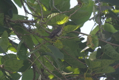 Saucerottia cyanocephala