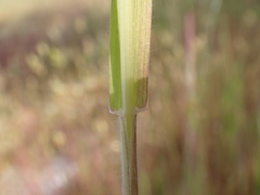 Bromus secalinus